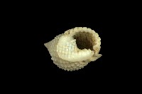 藏品(球織紋螺)的圖片